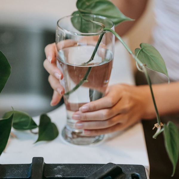 A glass of clean water next to a green plant, symbolizing a healthy lifestyle.